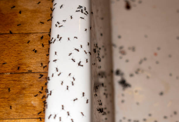 Wildlife Control Services in Robersonville, NC