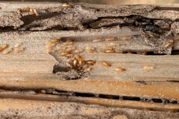 Best Pest Control Near Me  in Robersonville, NC