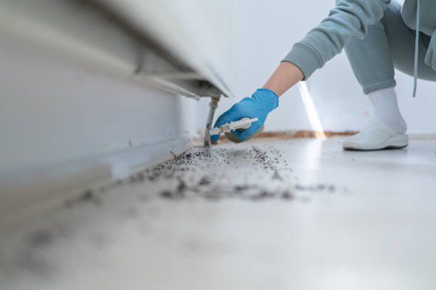 Best Wasp Removal Services  in Robersonville, NC